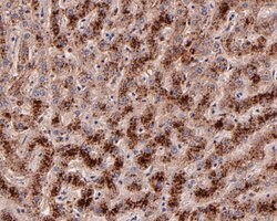 Invitrogen ARF5 Recombinant Rabbit Monoclonal Antibody (JE53-83) 100 &mu;L;