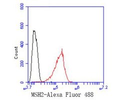 Invitrogen MSH2 Recombinant Rabbit Monoclonal Antibody (JE28-48) 100 &mu;L;