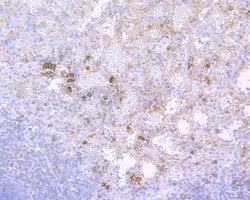 Invitrogen CD38 Recombinant Rabbit Monoclonal Antibody (JE29-35) 100 &mu;L;
