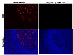Invitrogen CD38 Recombinant Rabbit Monoclonal Antibody (JE29-35) 100 &mu;L;