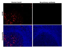 Invitrogen CD38 Recombinant Rabbit Monoclonal Antibody (JE29-35) 100 &mu;L;