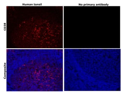 Invitrogen CD38 Recombinant Rabbit Monoclonal Antibody (JE29-35) 100 &mu;L;
