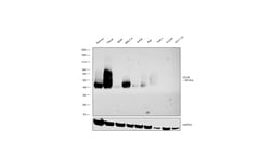 Invitrogen CD38 Recombinant Rabbit Monoclonal Antibody (JE29-35) 100 &mu;L;