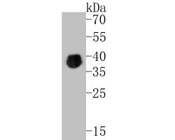 Invitrogen PAX2 Recombinant Rabbit Monoclonal Antibody (JE25-49) 100 &mu;L | Buy Online | Invitrogen&trade; | Fisher Scientific
