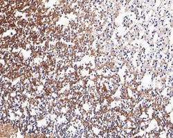 Neurocan Recombinant Rabbit Monoclonal Antibody (JE54-15), Invitrogen 100