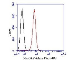 Invitrogen ARHGAP5 Recombinant Rabbit Monoclonal Antibody (JE53-53) 100 &mu;L | Buy Online | Invitrogen&trade; | Fisher Scientific