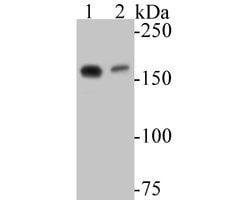 Invitrogen ARHGAP5 Recombinant Rabbit Monoclonal Antibody (JE53-53) 100 &mu;L | Buy Online | Invitrogen&trade; | Fisher Scientific