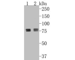 Invitrogen beta glucuronidase Recombinant Rabbit Monoclonal Antibody (JE54-34) 100 &mu;L | Buy Online | Invitrogen&trade; | Fisher Scientific
