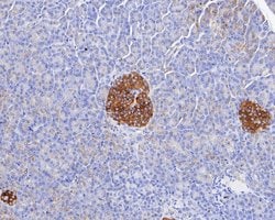 Invitrogen Syntaxin 1 Recombinant Rabbit Monoclonal Antibody (JE54-37)