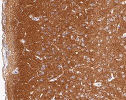 Invitrogen Syntaxin 1 Recombinant Rabbit Monoclonal Antibody (JE54-37)