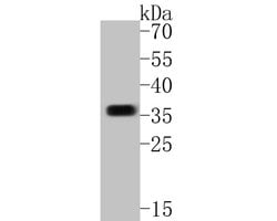Invitrogen Syntaxin 1 Recombinant Rabbit Monoclonal Antibody (JE54-37)