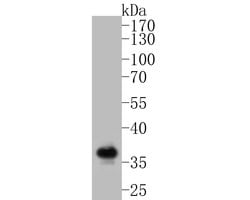Invitrogen Syntaxin 1 Recombinant Rabbit Monoclonal Antibody (JE54-37)