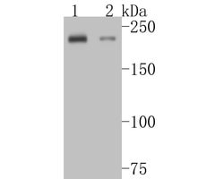 Invitrogen MYH7B Recombinant Rabbit Monoclonal Antibody (JE54-44) 100 &mu;L;