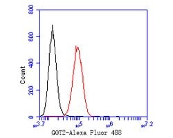 Invitrogen GOT2 Recombinant Rabbit Monoclonal Antibody (JE54-46) 100 &mu;L;