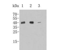 Invitrogen GOT2 Recombinant Rabbit Monoclonal Antibody (JE54-46) 100 &mu;L;