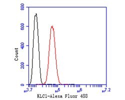 Invitrogen KLC1 Recombinant Rabbit Monoclonal Antibody (JE54-47) 100 &mu;L;