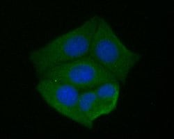 Invitrogen KLC1 Recombinant Rabbit Monoclonal Antibody (JE54-47) 100 &mu;L;