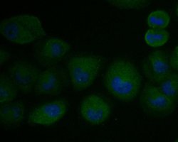 Invitrogen KLC1 Recombinant Rabbit Monoclonal Antibody (JE54-47) 100 &mu;L;