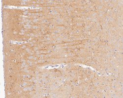 Invitrogen KLC1 Recombinant Rabbit Monoclonal Antibody (JE54-47) 100 &mu;L;