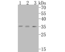 Invitrogen Alpha SNAP Recombinant Rabbit Monoclonal Antibody (JE54-66)