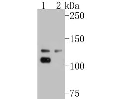 Invitrogen EphB3 Recombinant Rabbit Monoclonal Antibody (JE54-73) 100 &mu;L;