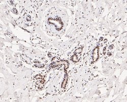 Invitrogen Tat-SF1 Recombinant Rabbit Monoclonal Antibody (JE54-89) 100