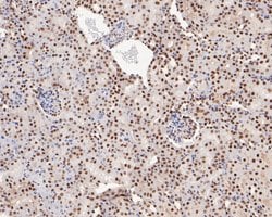 Invitrogen Tat-SF1 Recombinant Rabbit Monoclonal Antibody (JE54-89) 100
