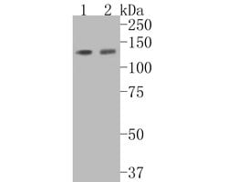Invitrogen Tat-SF1 Recombinant Rabbit Monoclonal Antibody (JE54-89) 100