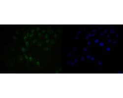 Invitrogen BAT3 Recombinant Rabbit Monoclonal Antibody (JE54-90) 100 &mu;L | Buy Online | Invitrogen&trade; | Fisher Scientific
