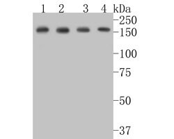 Invitrogen BAT3 Recombinant Rabbit Monoclonal Antibody (JE54-90) 100 &mu;L | Buy Online | Invitrogen&trade; | Fisher Scientific