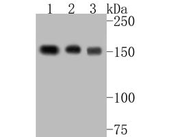 Invitrogen BAT3 Recombinant Rabbit Monoclonal Antibody (JE54-90) 100 &mu;L | Buy Online | Invitrogen&trade; | Fisher Scientific