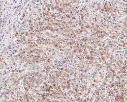 Invitrogen PEX19 Recombinant Rabbit Monoclonal Antibody (JE54-93) 100 &mu;L;