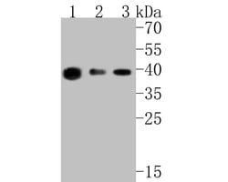 Invitrogen ARG2 Recombinant Rabbit Monoclonal Antibody (JE54-97) 100 &mu;L;