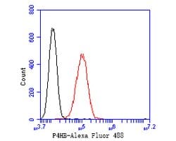 Invitrogen P4HB Recombinant Rabbit Monoclonal Antibody (JE54-98) 100 &mu;L | Buy Online | Invitrogen&trade; | Fisher Scientific