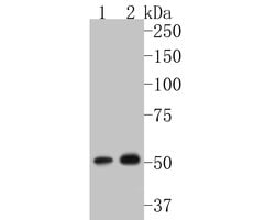 Invitrogen P4HB Recombinant Rabbit Monoclonal Antibody (JE54-98) 100 &mu;L | Buy Online | Invitrogen&trade; | Fisher Scientific