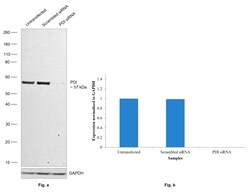 Invitrogen P4HB Recombinant Rabbit Monoclonal Antibody (JE54-98) 100 &mu;L | Buy Online | Invitrogen&trade; | Fisher Scientific