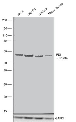 Invitrogen P4HB Recombinant Rabbit Monoclonal Antibody (JE54-98) 100 &mu;L | Buy Online | Invitrogen&trade; | Fisher Scientific