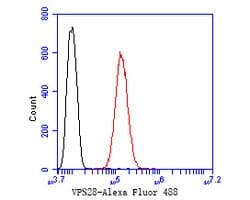 Invitrogen VPS28 Recombinant Rabbit Monoclonal Antibody (JE55-08) 100 &mu;L;