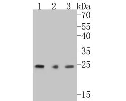 Invitrogen VPS28 Recombinant Rabbit Monoclonal Antibody (JE55-08) 100 &mu;L;