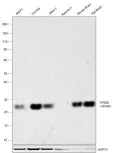 Invitrogen VPS28 Recombinant Rabbit Monoclonal Antibody (JE55-08) 100 &mu;L;