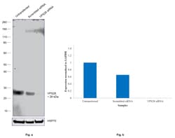 Invitrogen VPS28 Recombinant Rabbit Monoclonal Antibody (JE55-08) 100 &mu;L;