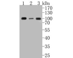 Invitrogen RANBP9 Recombinant Rabbit Monoclonal Antibody (JE55-10) 100