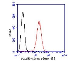 Invitrogen PDLIM1 Recombinant Rabbit Monoclonal Antibody (JE55-21) 100