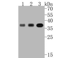 Invitrogen PDLIM1 Recombinant Rabbit Monoclonal Antibody (JE55-21) 100