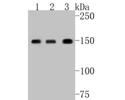 Invitrogen SUPT5H Recombinant Rabbit Monoclonal Antibody (JE55-25) 100