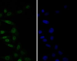 Invitrogen TEF1 Recombinant Rabbit Monoclonal Antibody (JE52-71) 100 &mu;L;