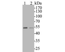 Invitrogen TEF1 Recombinant Rabbit Monoclonal Antibody (JE52-71) 100 &mu;L;