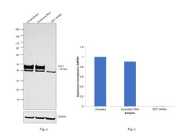 Invitrogen TEF1 Recombinant Rabbit Monoclonal Antibody (JE52-71) 100 &mu;L;