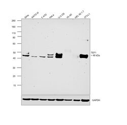 Invitrogen TEF1 Recombinant Rabbit Monoclonal Antibody (JE52-71) 100 &mu;L;