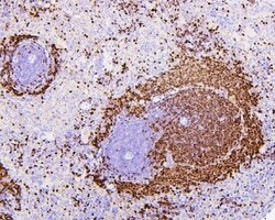 Invitrogen PAX5 Monoclonal Antibody (6I4) 100 &mu;g; Unconjugated:Antibodies,